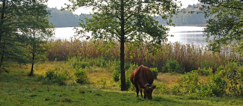 Ko vid en sjö