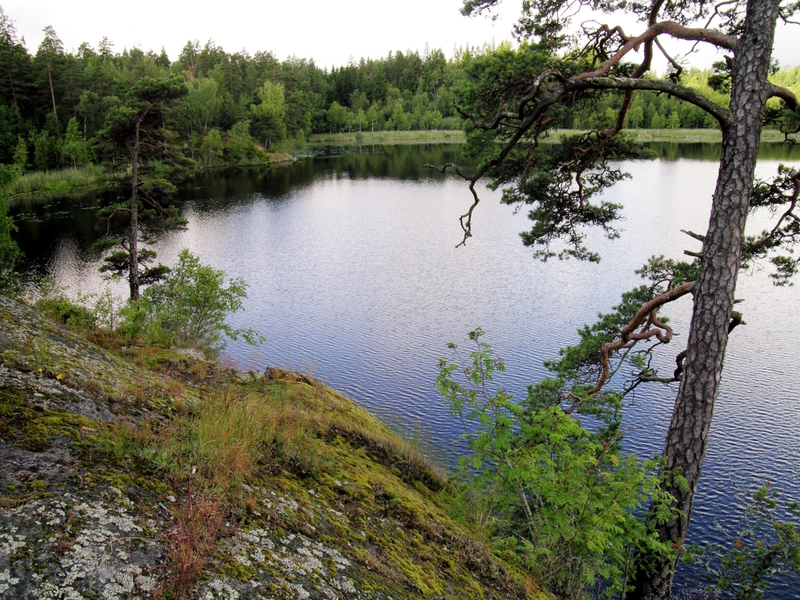 Utsikt över kärrsjön