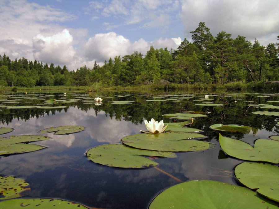 Näckrosor på sjön Trylen